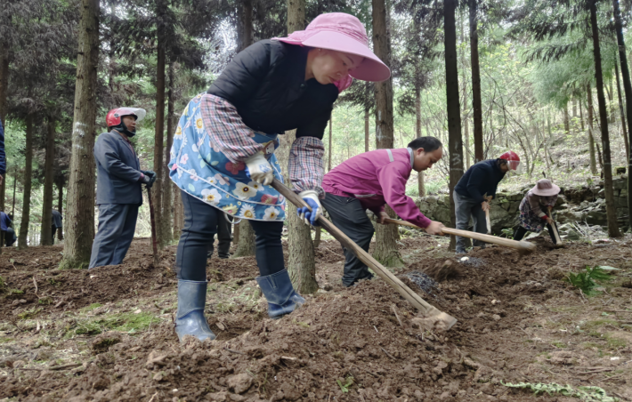 织金县上坪寨乡试点种植林下食用菌带动群众增收致富