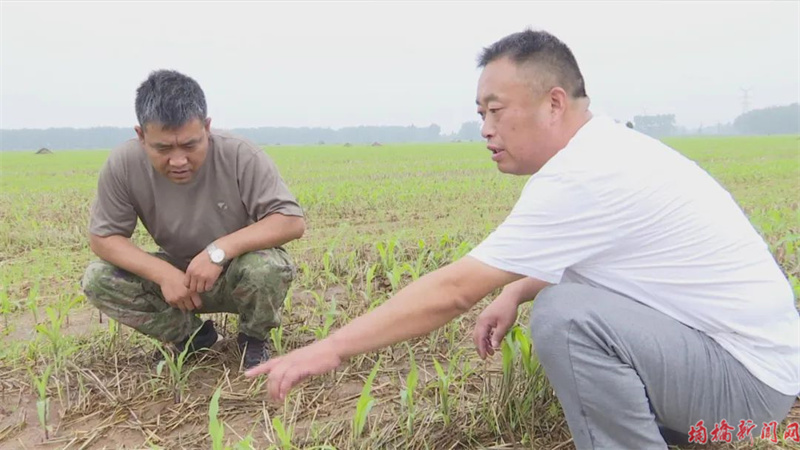 埇桥区桃沟镇组织农技人员深入田间地头现场指导田间管理