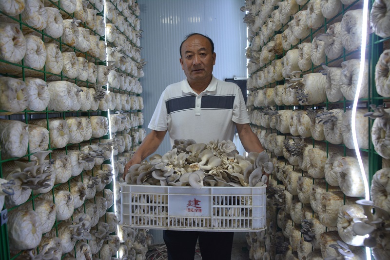 河南省内黄县姬菇“新鲜”上市
