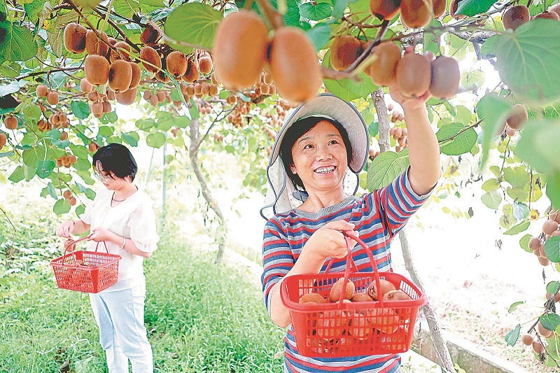 铜陵国家农业科技园区：市民在果品种植基地内采摘猕猴桃